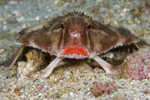 Morski palica Morski palica